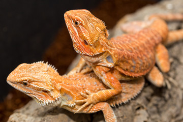 closeup of lizards macro photography
