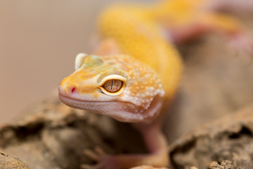 Closeup of a yellow gecko macro