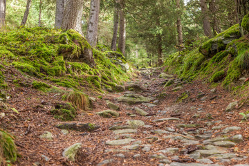 Wanderweg in bemoostem Wald