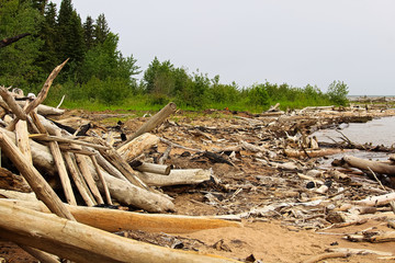 Fototapeta na wymiar Burnt driftwood on the edge of a sandy shore