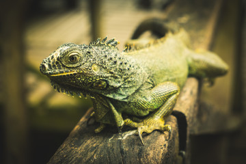 Iguana world