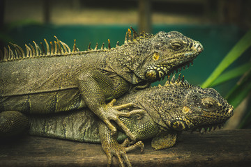 Iguana world