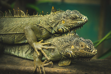 Iguana world