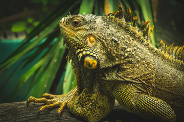 Iguana world