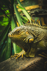 Iguana world