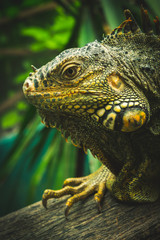 Iguana world