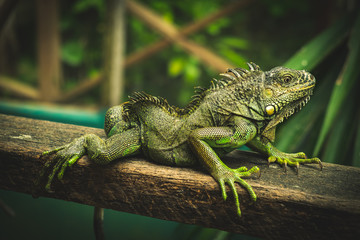 Iguana world