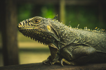 Iguana world