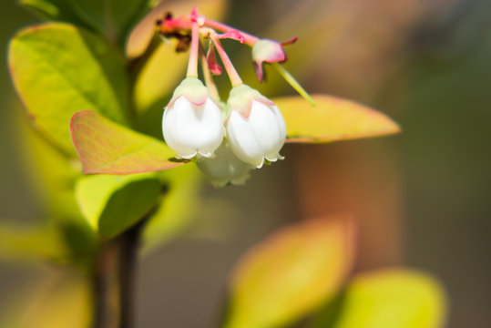 《接写》ブルーベリーの花