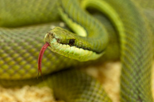 Closeup of a snake with tongue out macro