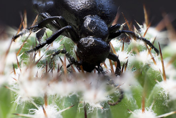 Macro picture of a black bug on a cactus 