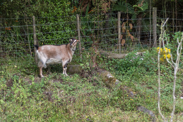 Naklejka na ściany i meble Pet Goat For Milk And Grass Cutting 