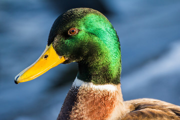 Male mallard or wild duck, Anas platyrhynchos. Close-up