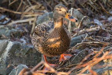 Female mallard or wild duck, Anas platyrhynchos. Close-up