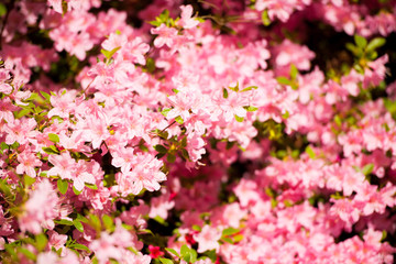 pink flower azalea rhododendron group bright cerise flowers background crops (Rho­dodendron schlippenbachii) azalea spider in centre
