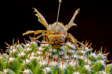 Macro picture of a queen bee