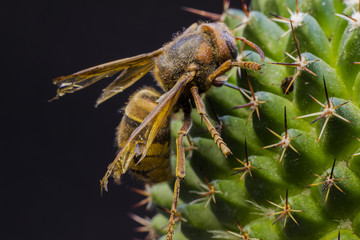 Macro picture of a queen bee