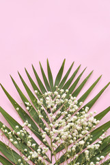 Palm leaf on pastel background