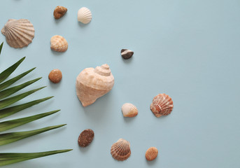 Green palm leaf and seashells on blue background
