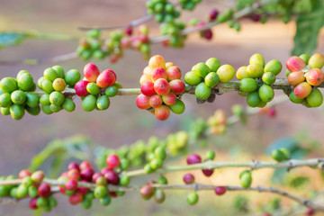 coffee beans ripening on tree