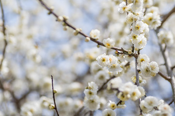 梅の花