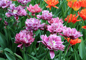 Many colorful tulips as a floral background