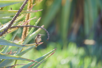 Tiny cute male Rufous Hummingbird sitting on a brunch