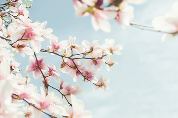 Magnolia blossom, copy space, card design, toned image, selective focus