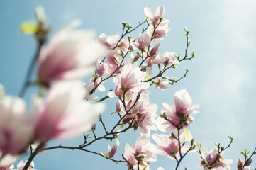 Magnolia blossom, copy space, card design, toned image, selective focus