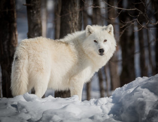 Lonely Arctic Wolf - Canis Lupus Arctos - Walking In The Snow