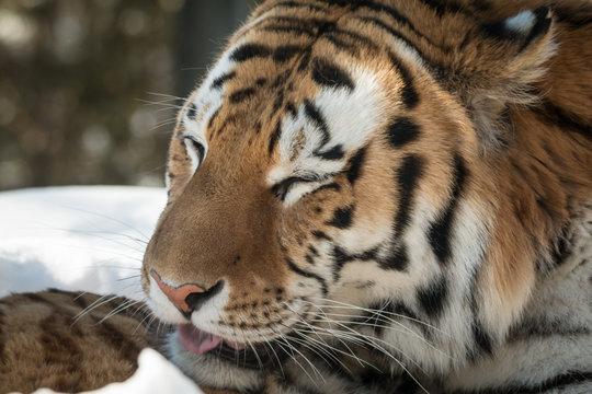 Siberian Tiger - Amur Tiger - Panthera Tigris Tigris - Cleaning Itself In The Snow
