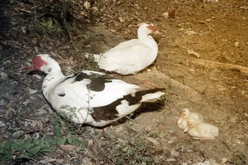 Muscovy duck mother with ducklings. The musky duck. The maintenance of musky ducks in a park.