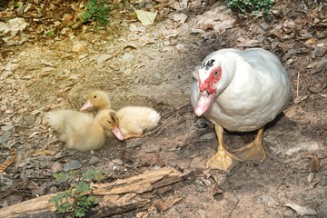 Muscovy duck mother with ducklings. The musky duck. The maintenance of musky ducks in a park.