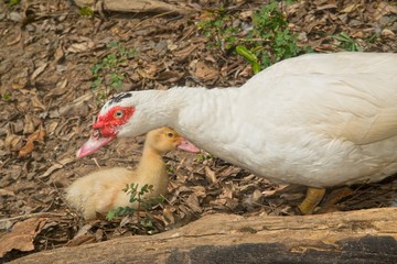 Muscovy duck mother with ducklings. The musky duck. The maintenance of musky ducks in a park.
