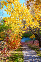 The beautiful autumn colorful landscape of garden.