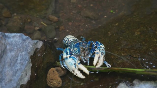 close up of a lamington spiny crayfish feeding in lamington national park in queensland, australia