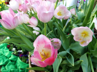soft focus picture of Tulips are blossoming beautifully.