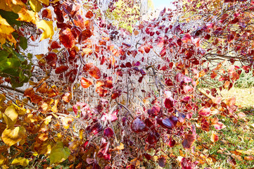 The autumn fallen leaves and water frozen in the park.