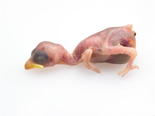 Dead body of squab