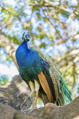 Obraz premium Beautiful peacock walking around