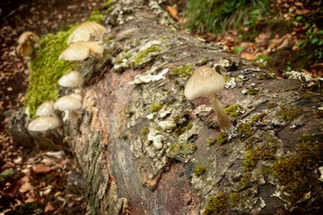 Fototapeta premium Saprophyte Porcelain Fungus On Beech Dead In Nebrodi Park, Sicily