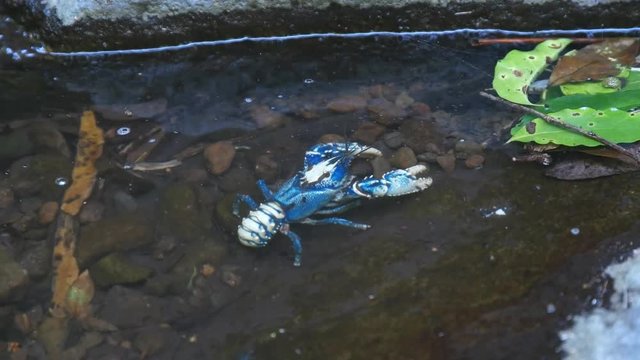 rear view of a lamington spiny cray at lamington national park in queensland, australia