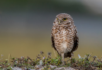 Burrowing Owl