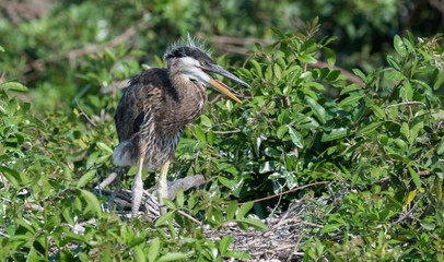 Great Blue Heron