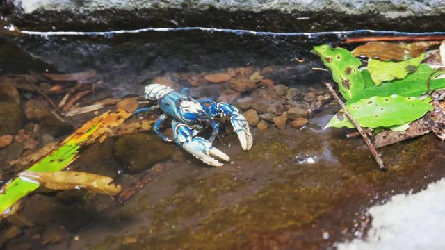 lamington spiny cray in a rock pool at lamington national park in queensland, australia