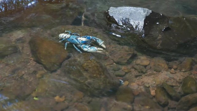 side on view of a lamington spiny cray in a mountain stream at lamington national park in queensland, australia