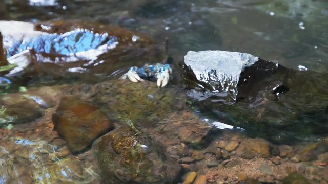 a lamington spiny cray walks backwards in a waterfall pool at lamington national park in queensland, australia