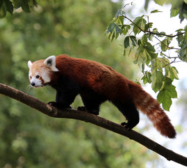 Red Panda © Stu