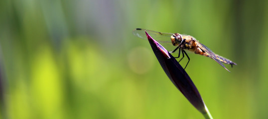 Dragonfly on Leaf