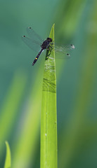 Dragonfly on Leaf